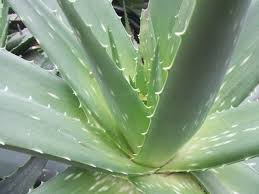 Aloe Vera